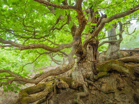 Two gnarly oaks with mighty roots, May green