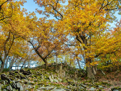 Yellow oaks, rocks of the Lindenberg at sunset