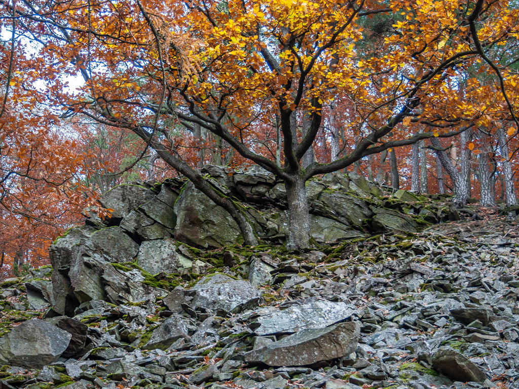 Autumn oaks and rocks at dawn,  Daudenberg, #1