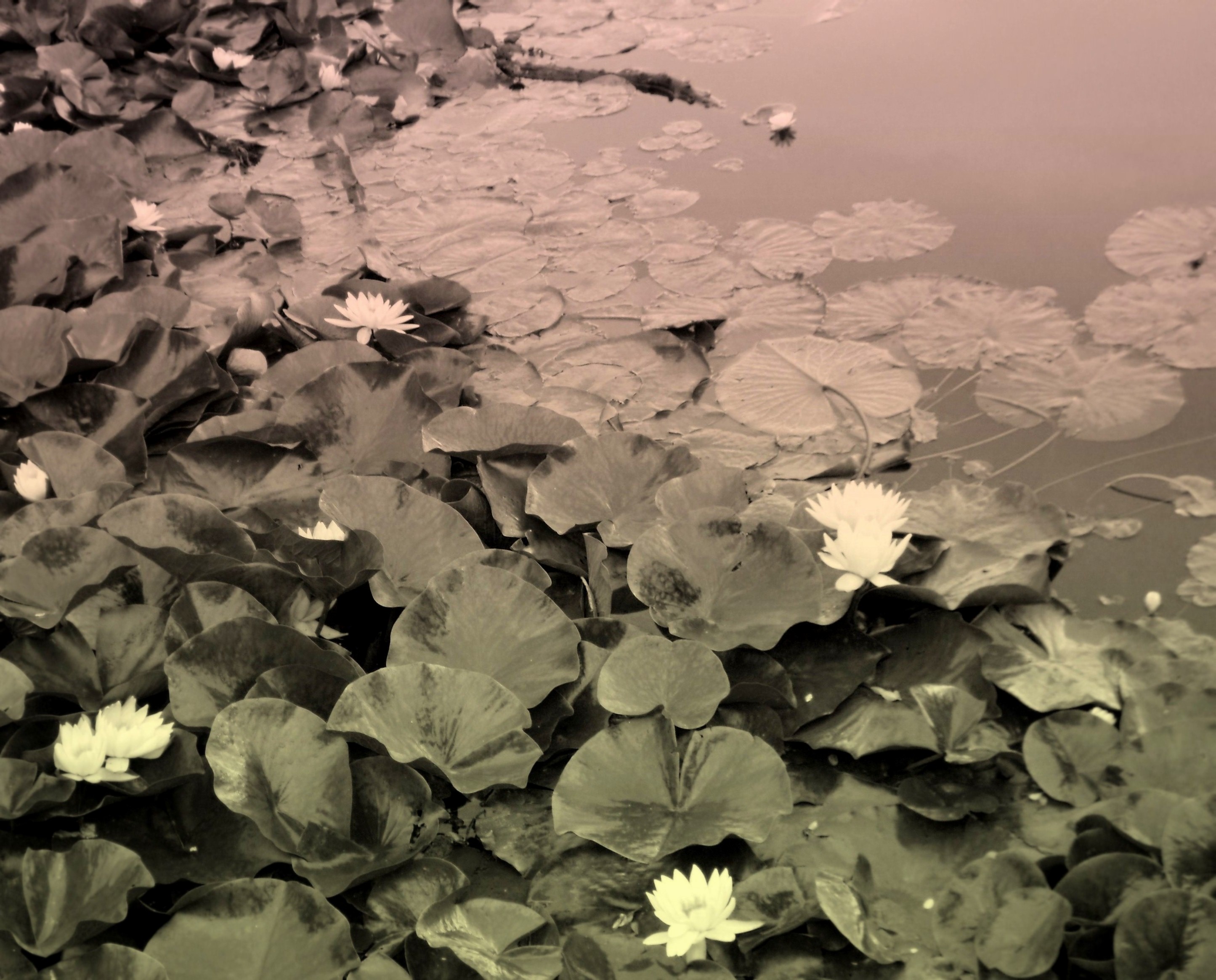 Moon Of Water-lilies