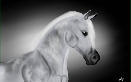 Arabian horse