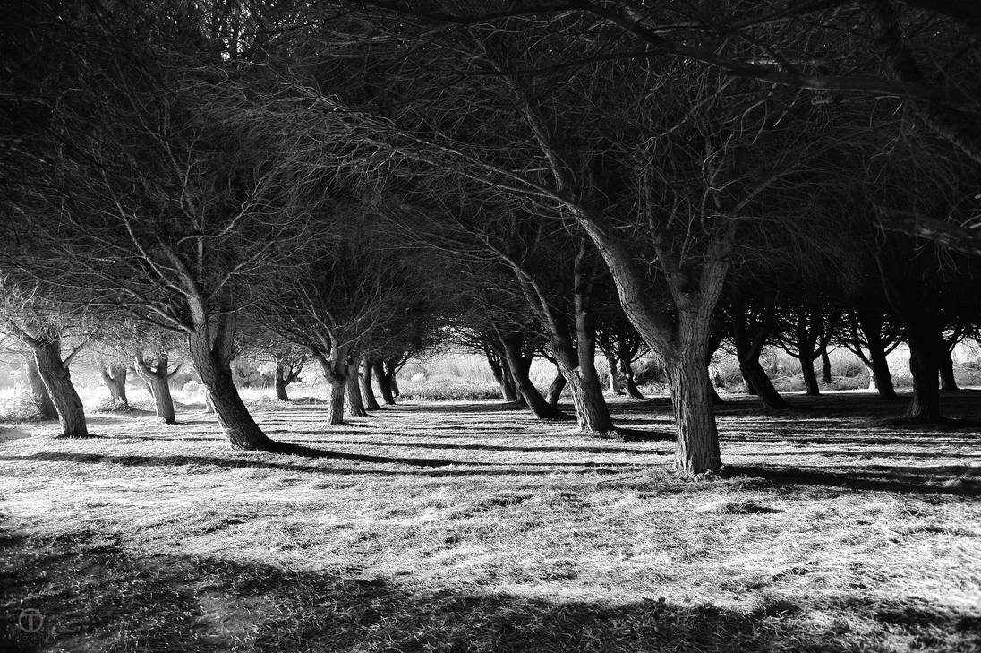 Black and White Trees 01 by theogroen Black and White Trees 01 by theogroen