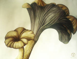 Mushroom Study 01 by theogroen Mushroom Study 01 by theogroen