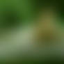Teeny Weeny Gras Fae