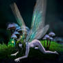Mushroom Collector