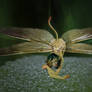 Scorpio fairy