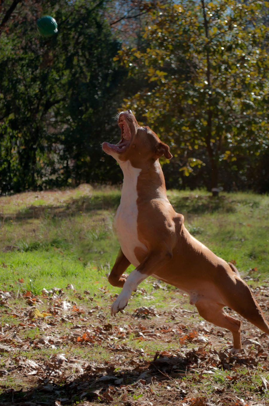 Gimme the Ball