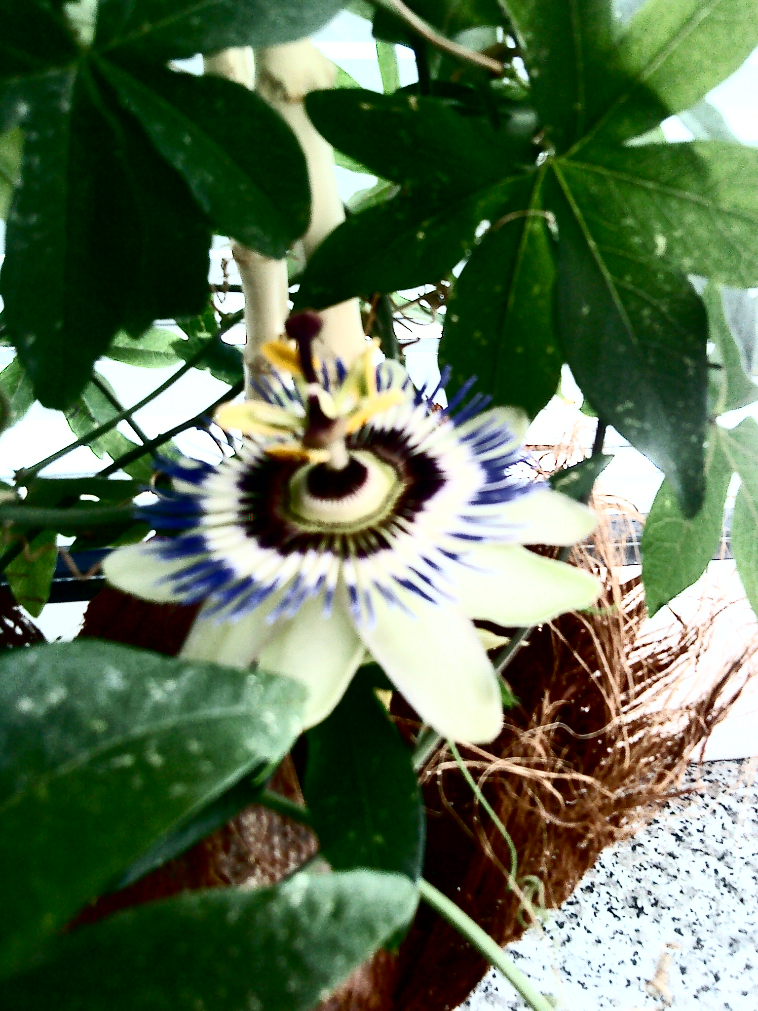 passion fruit flower 0.1