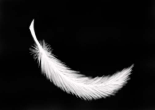 ::feather::