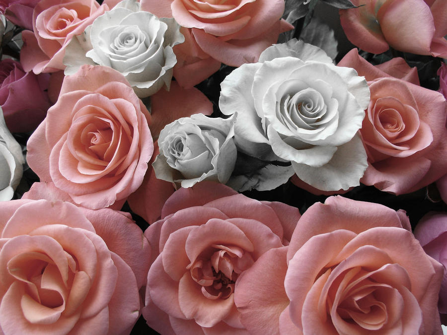 Pink Roses