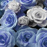 Blue Roses