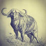 African buffalo