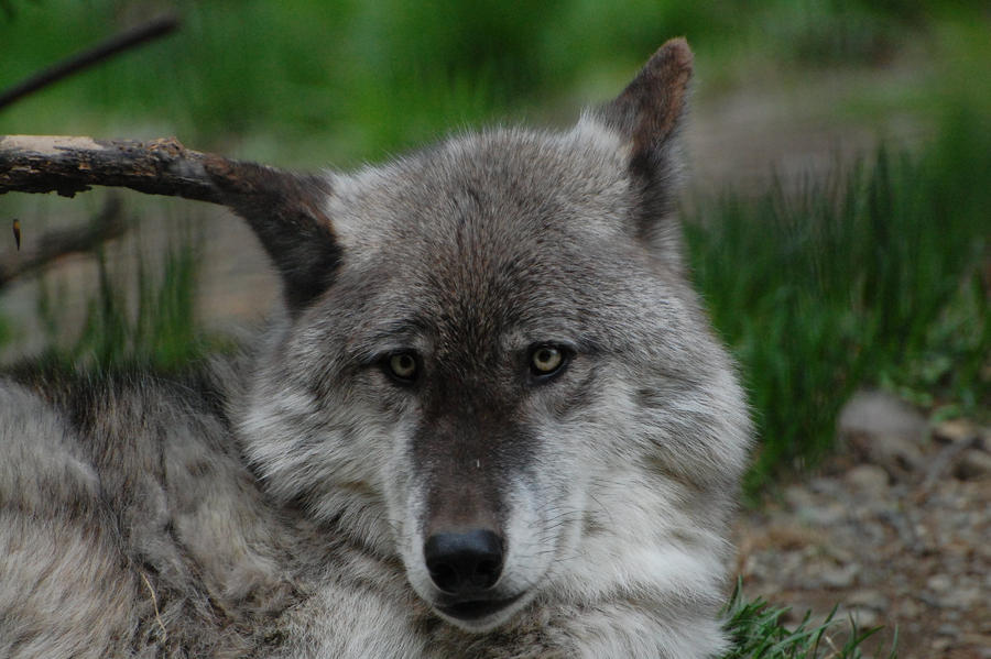 Derpy Wolf by nkotech on DeviantArt