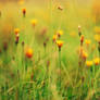 .: sunny flowers :.