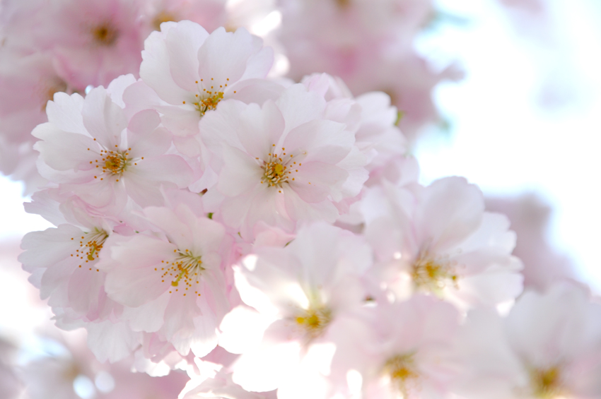 Cherry Blossoms