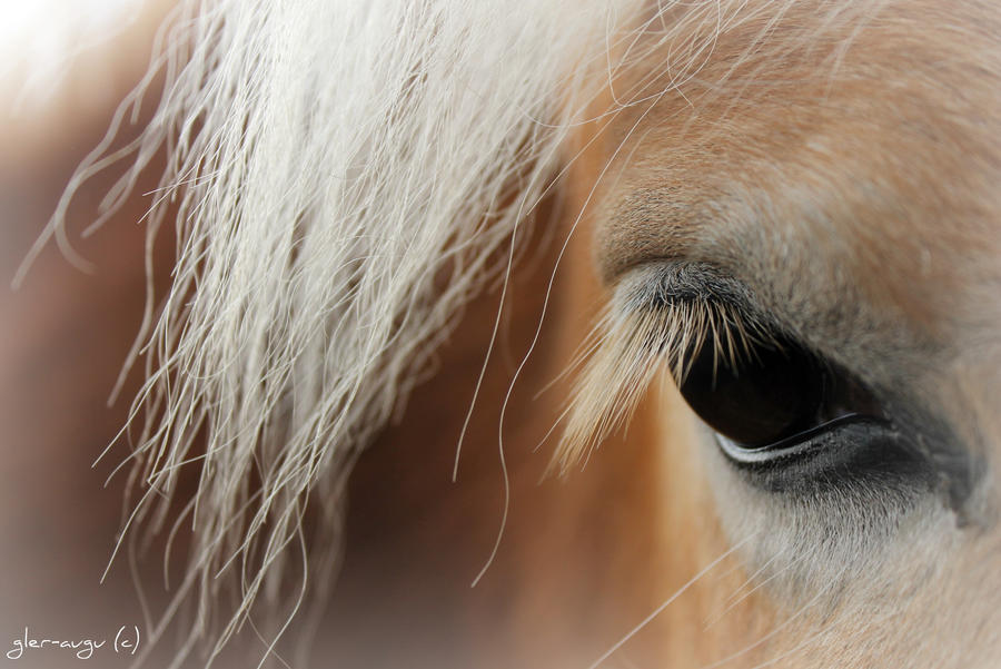 Creation by gler-augu Creation by gler-augu