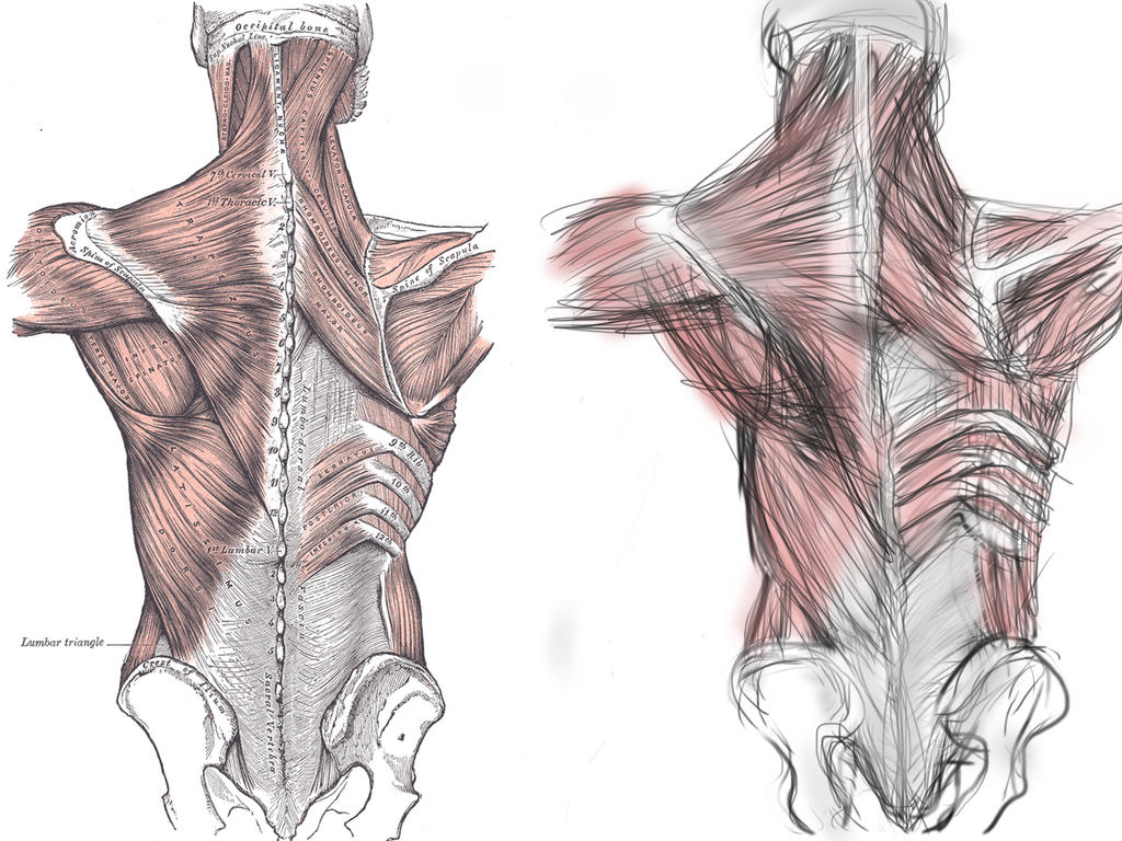Human Anatomy - Back by StrikingFX on DeviantArt