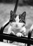 catt by biohazardemre