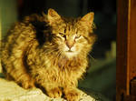 dirty cat by biohazardemre