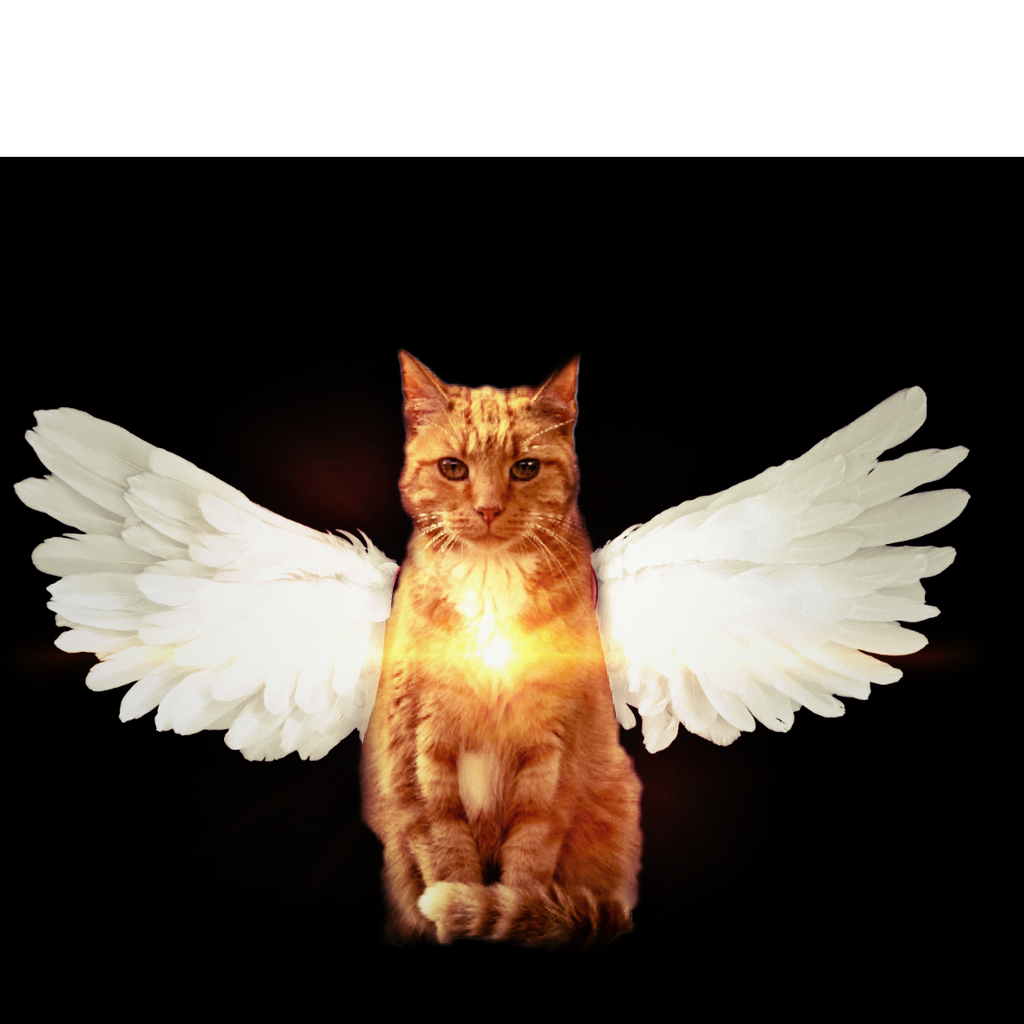 Angel-Cat Manipulation by Baumfloh on DeviantArt