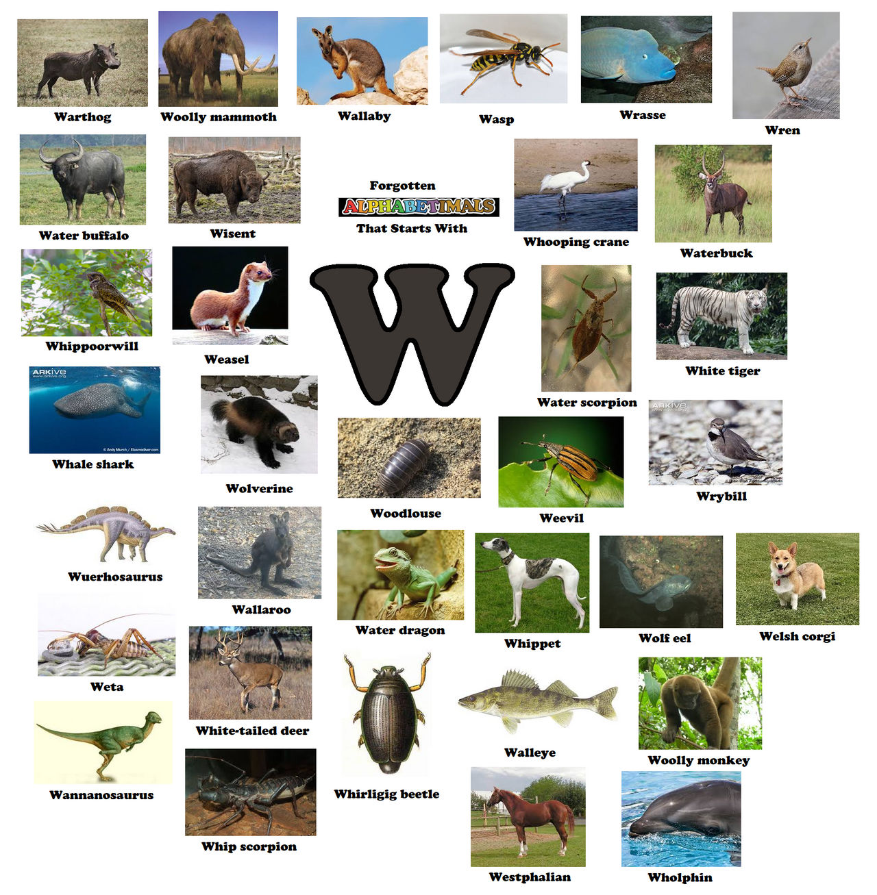What Animal Starts With W