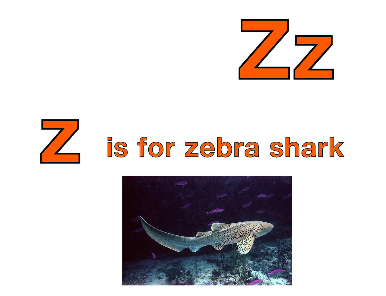 Z is for Zebra Shark by EmmettLovesAnimals on DeviantArt