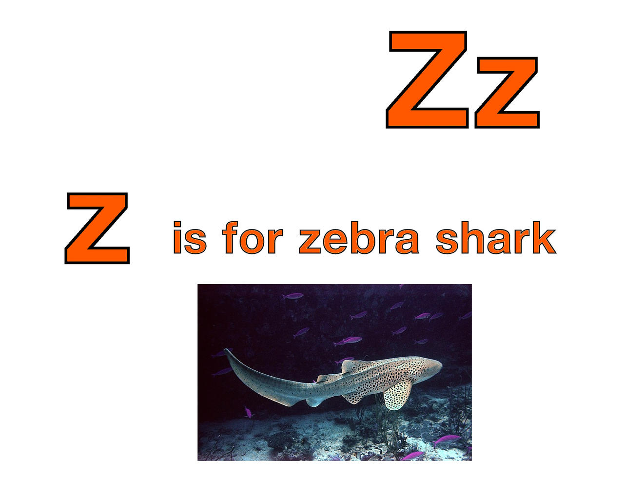 Z is for Zebra Shark by EmmettLovesAnimals on DeviantArt Z is for Zebra Shark by EmmettLovesAnimals on DeviantArt