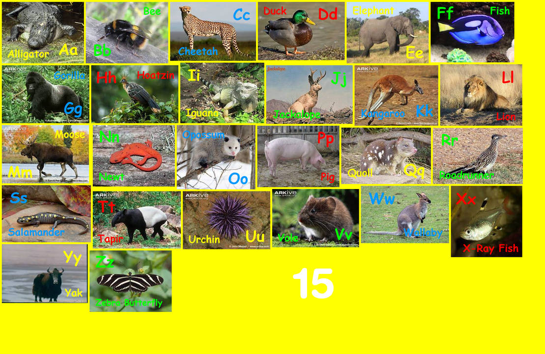 Animal Alphabet 15 by EmmettLovesAnimals on DeviantArt
