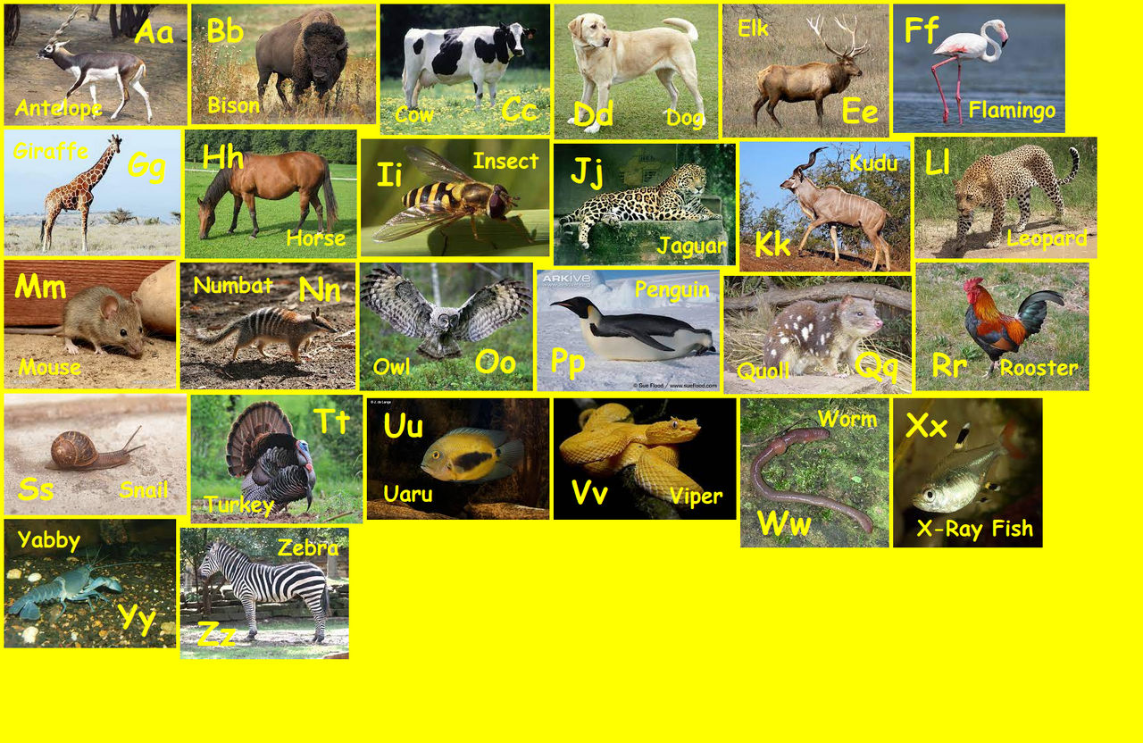 Yellow Animal Alphabet by EmmettLovesAnimals on DeviantArt
