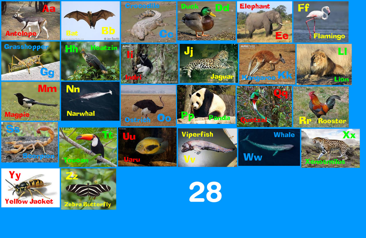 Animal Alphabet 28 by EmmettLovesAnimals on DeviantArt Animal Alphabet 28 by EmmettLovesAnimals on DeviantArt