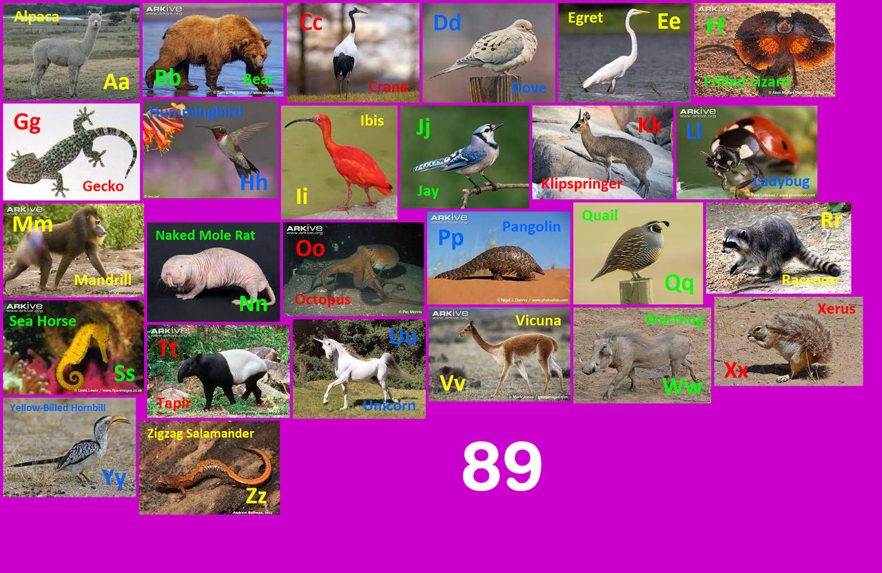 Animal Alphabet 89 by EmmettLovesAnimals on DeviantArt