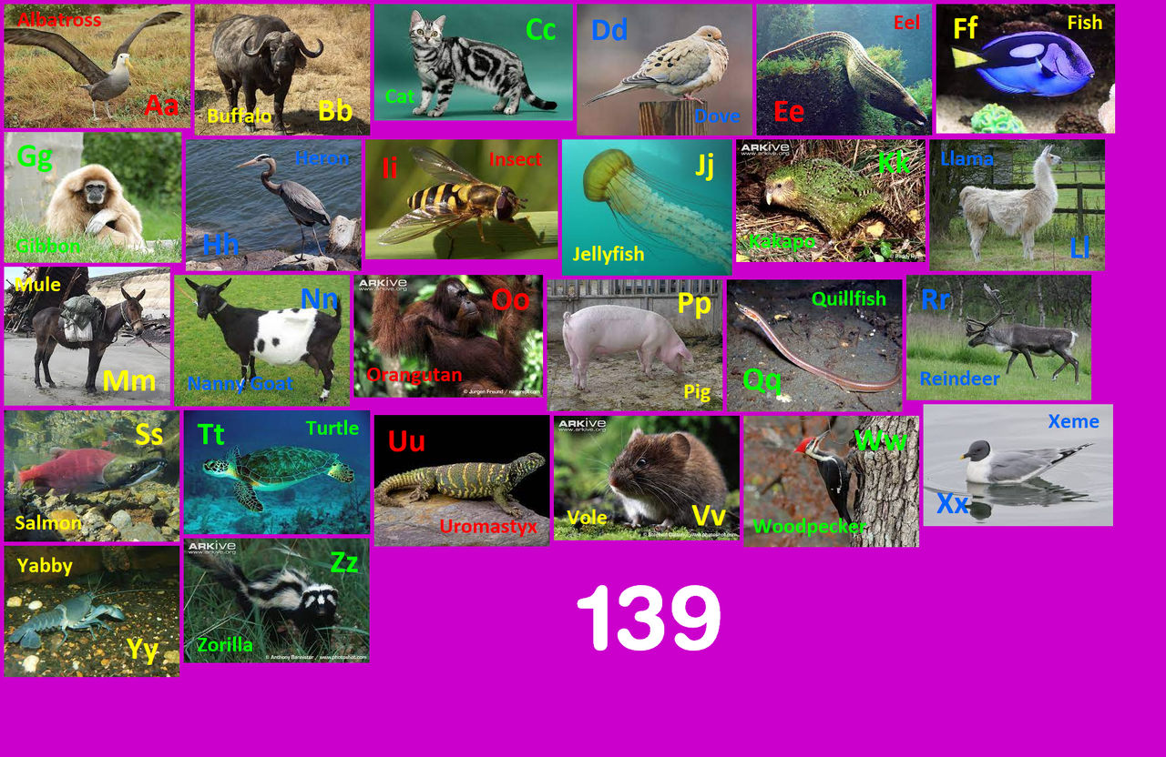 All Animals Deviantart Animal Alphabet 139 by EmmettLovesAnimals on DeviantArt