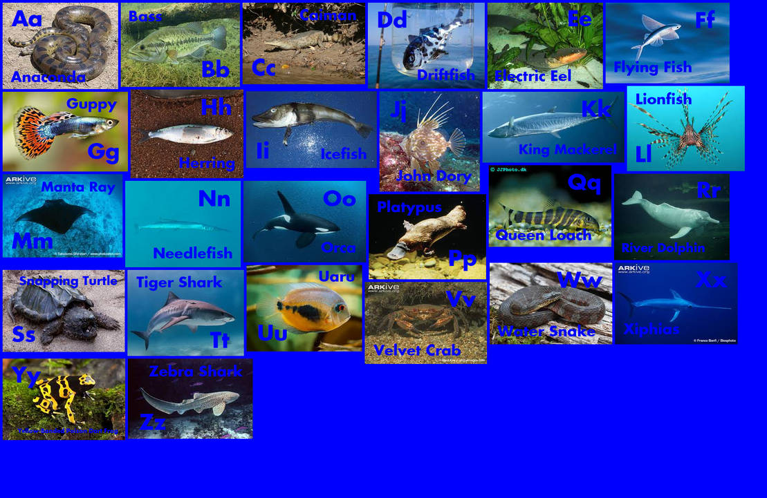 Alphabetial Fish Blue Animal Alphabet 4 by EmmettLovesAnimals on DeviantArt