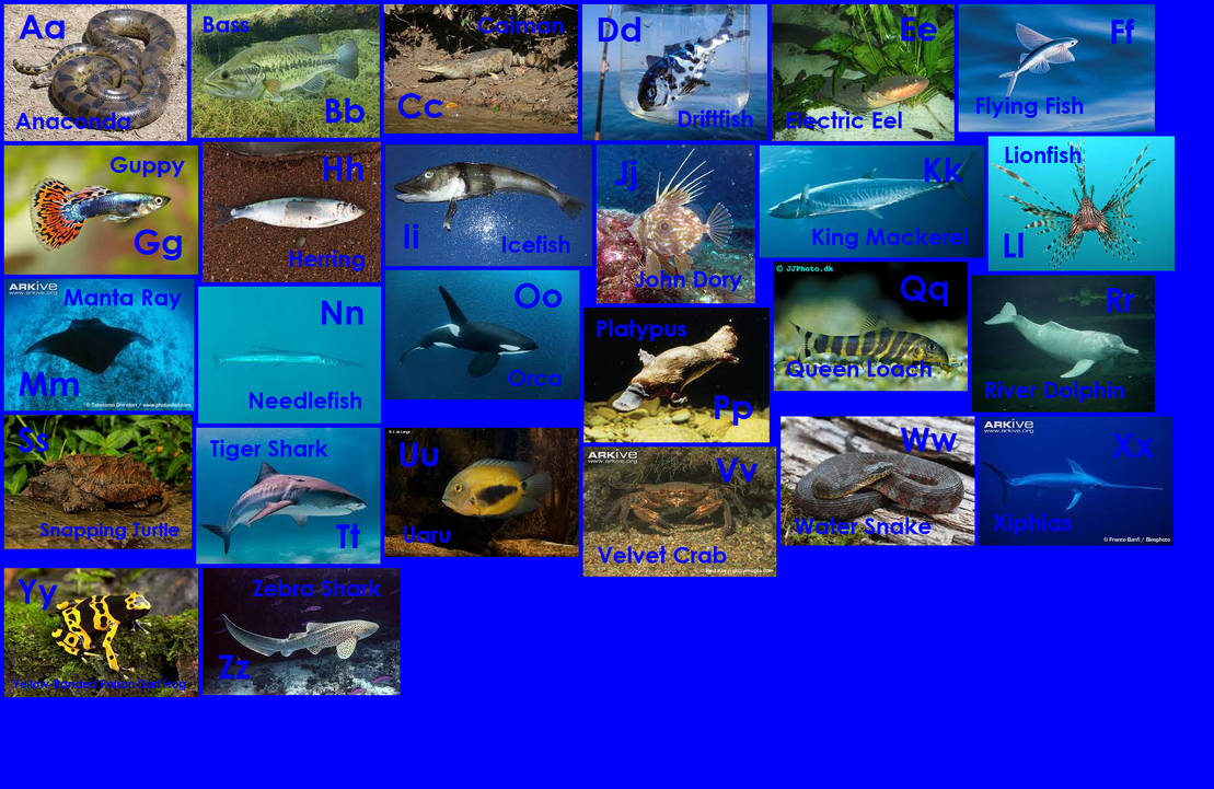 Alphabetial Fish Blue Animal Alphabet 4 by EmmettLovesAnimals on DeviantArt