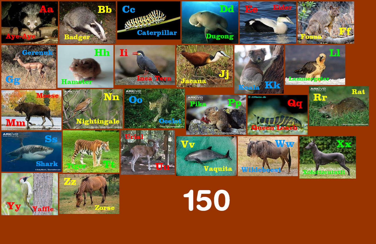 150 Animals Animal Alphabet 150 by EmmettLovesAnimals on DeviantArt