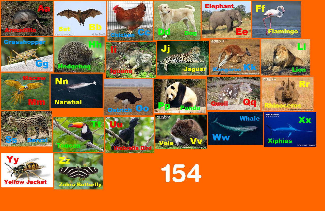 All Animals Deviantart Animal Alphabet 154 by EmmettLovesAnimals on DeviantArt
