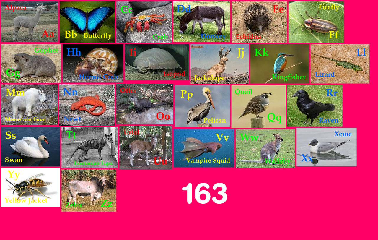 Animal Alphabet 163 by EmmettLovesAnimals on DeviantArt