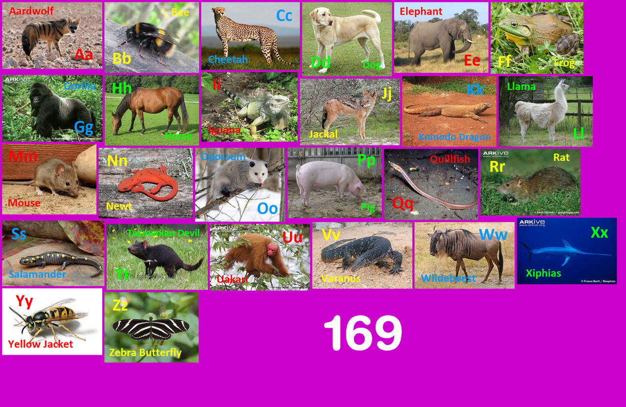 All Animals Deviantart Animal Alphabet 169 by EmmettLovesAnimals on DeviantArt