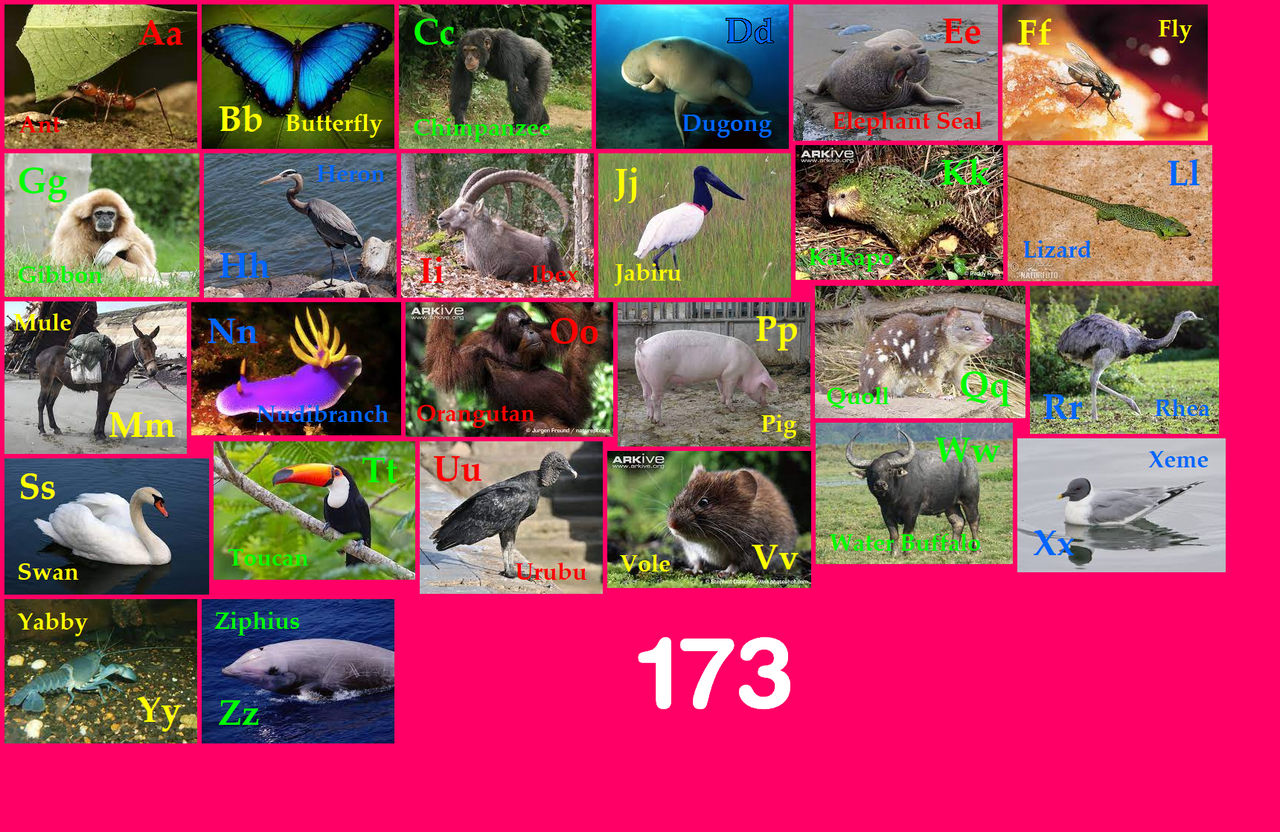 Animal Alphabet 173 by EmmettLovesAnimals on DeviantArt