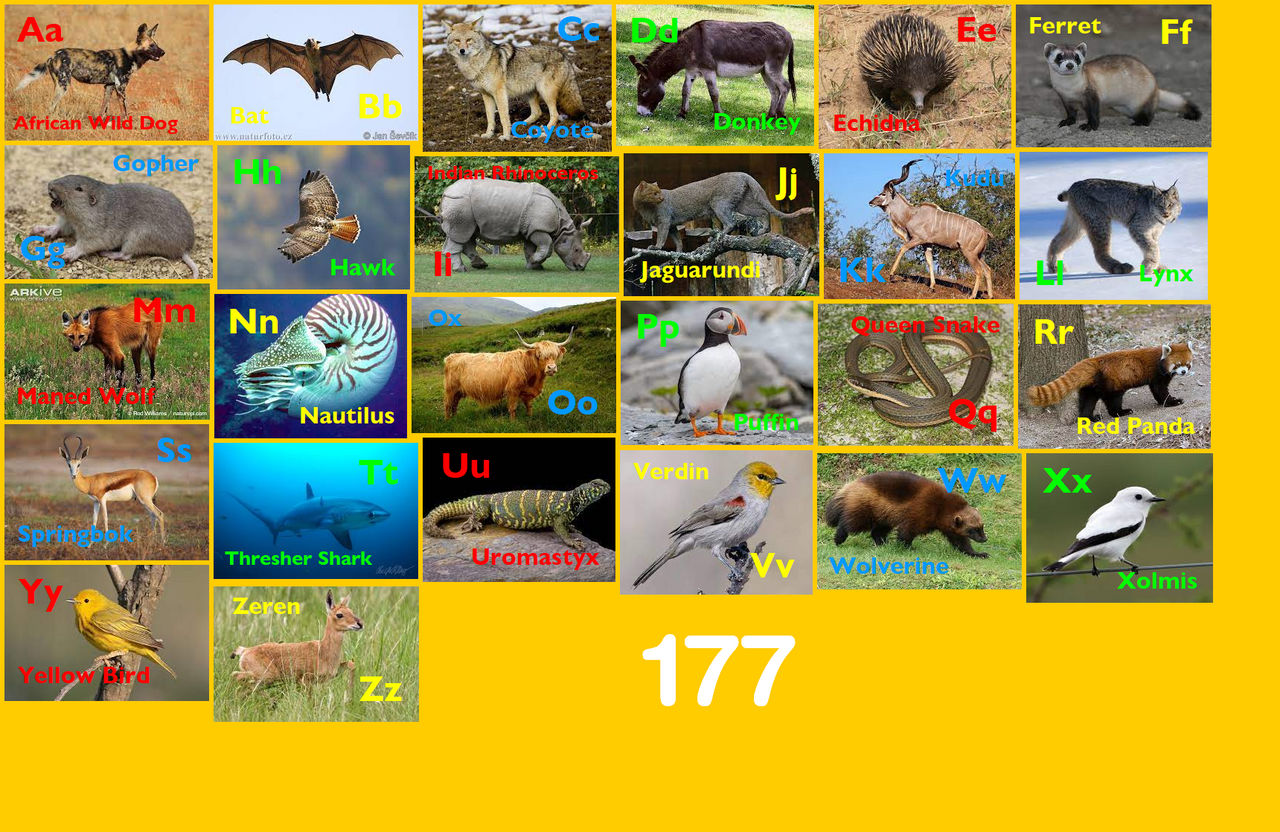 Animal Alphabet 177 by EmmettLovesAnimals on DeviantArt