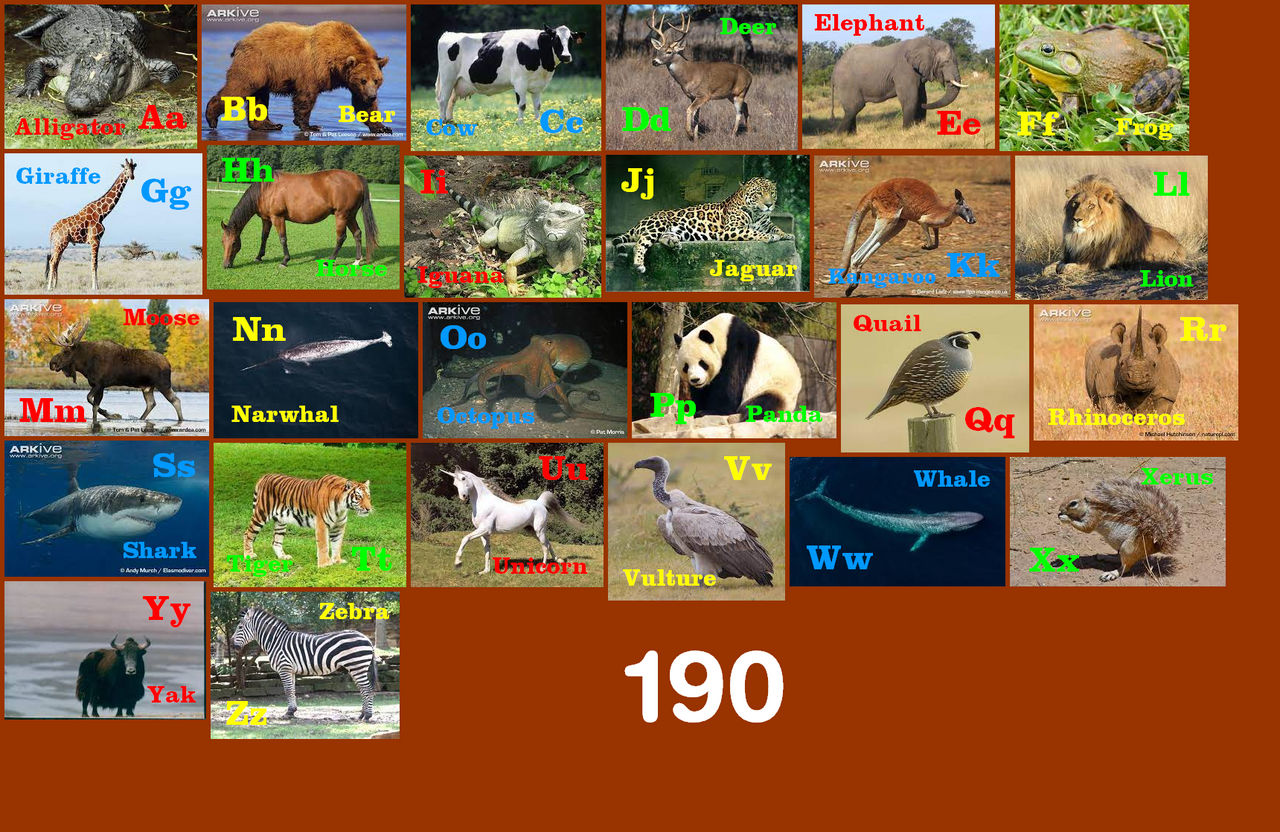 All Animals Deviantart Animal Alphabet 190 by EmmettLovesAnimals on DeviantArt