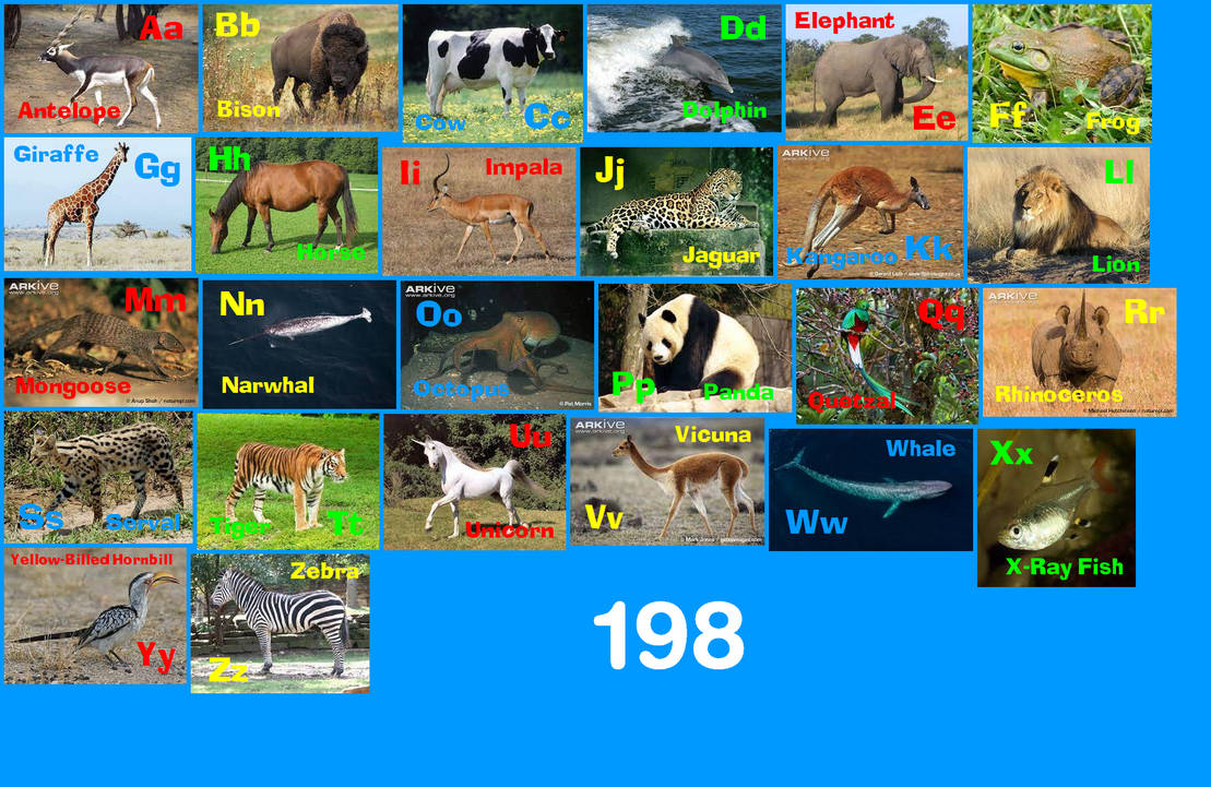 Animal Alphabet 198 by EmmettLovesAnimals on DeviantArt
