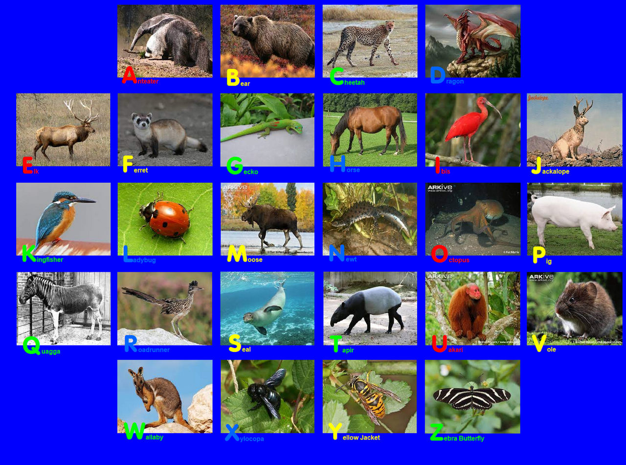 Animal Alphabet Photo Rug 3 By EmmettLovesAnimals On DeviantArt animal-alphabet-photo-rug-3-by-emmettlovesanimals-on-deviantart