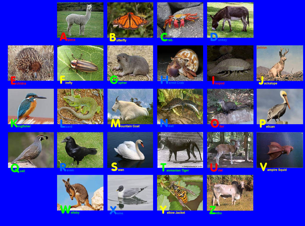 Animal Alphabet Photo Rug 29 by EmmettLovesAnimals on DeviantArt