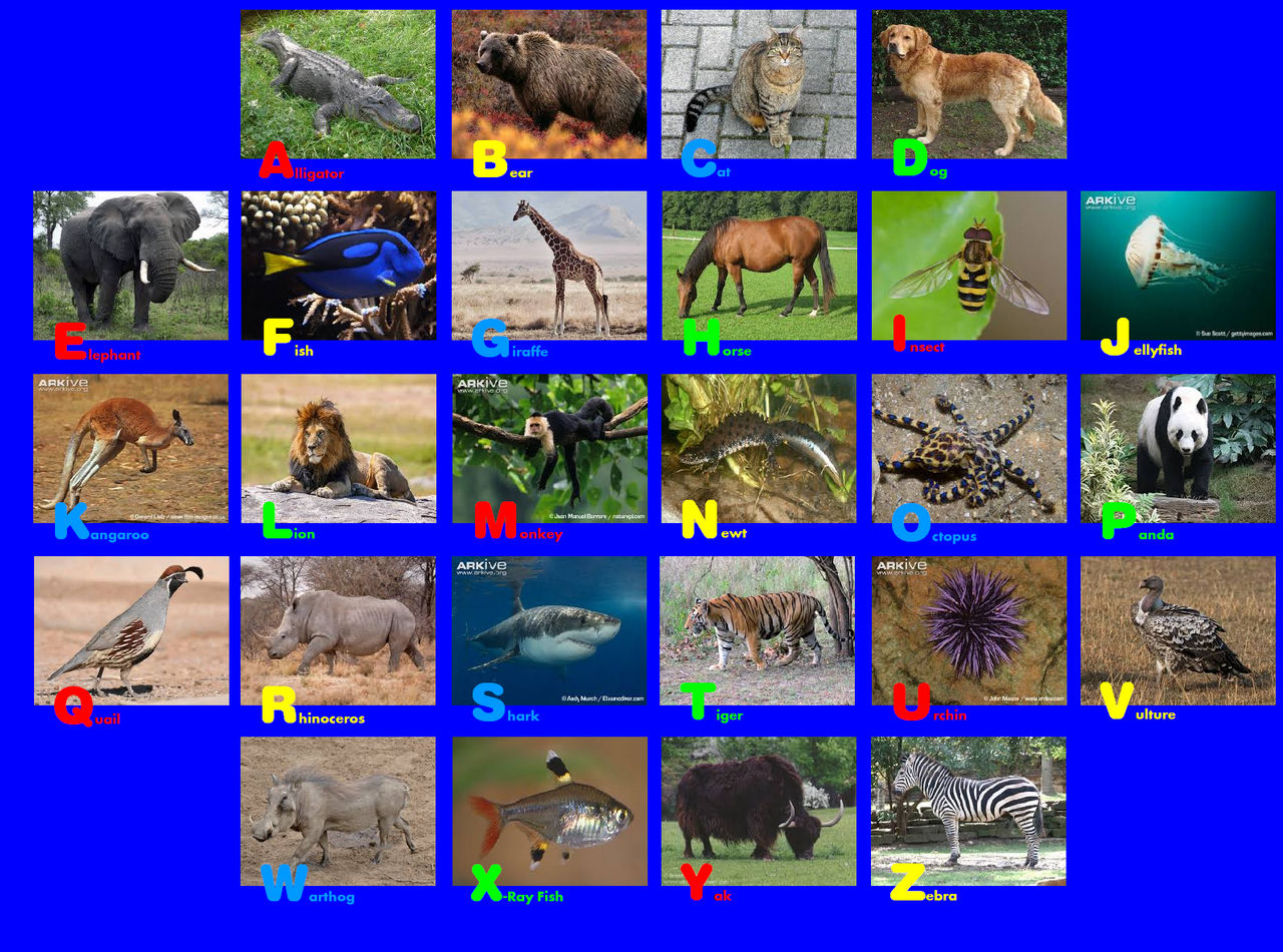 Animal Alphabet Photo Rug 52 by EmmettLovesAnimals on DeviantArt