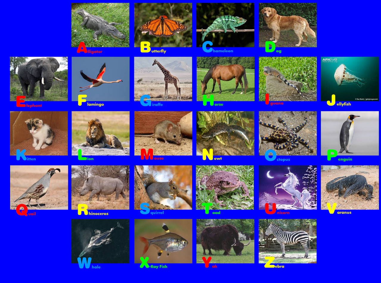 Animal Abc Rug Animal Alphabet Photo Rug 57 by EmmettLovesAnimals on DeviantArt