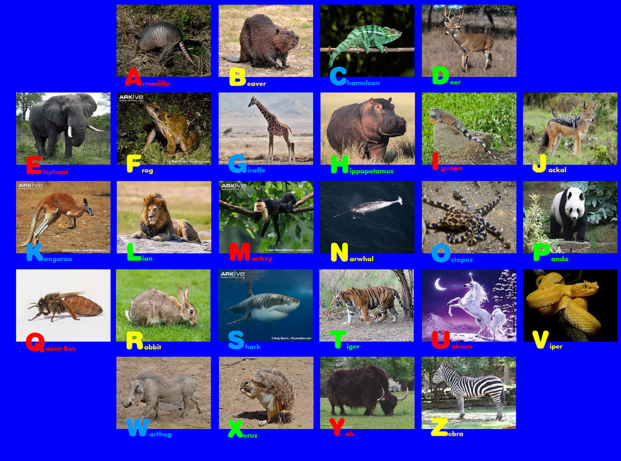 Animal Abc Rug Animal Alphabet Photo Rug 72 by EmmettLovesAnimals on DeviantArt