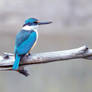 Sacred Kingfisher