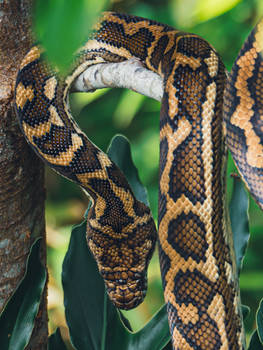 Explore the Best Python Art | DeviantArt