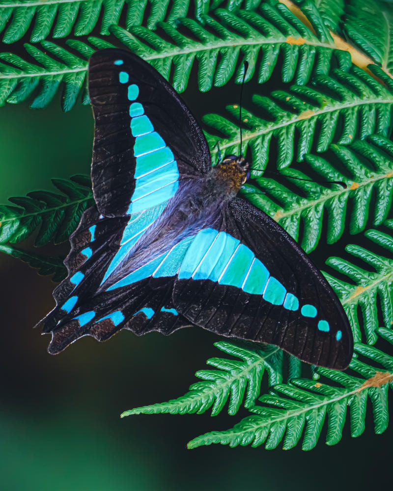 Triangular Butterfly Blue Triangle Butterfly by Mousedriven on DeviantArt